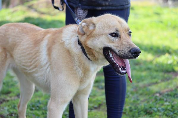 Mika mix pastore taglia grande Foto 2